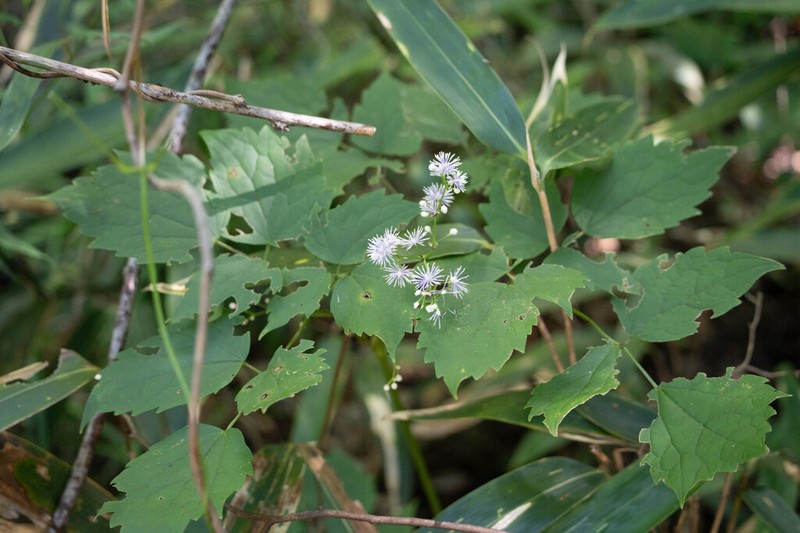 Thalictrum faberi photo 3