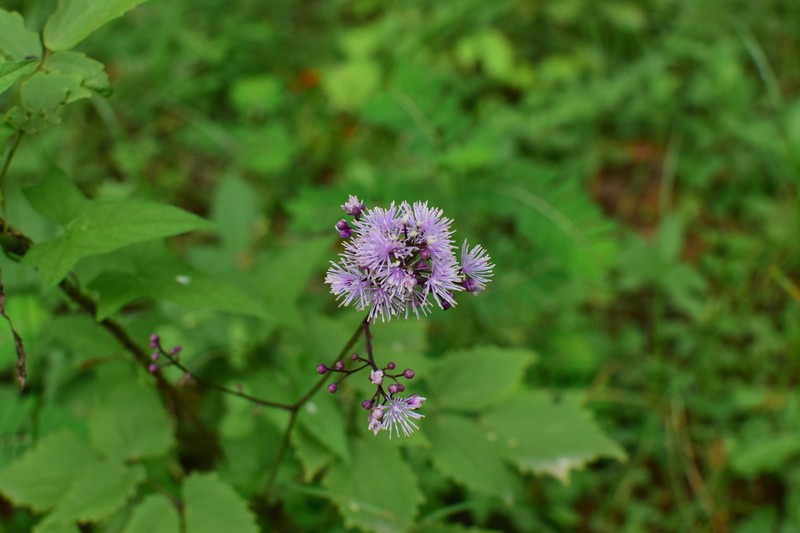 Thalictrum faberi photo 4