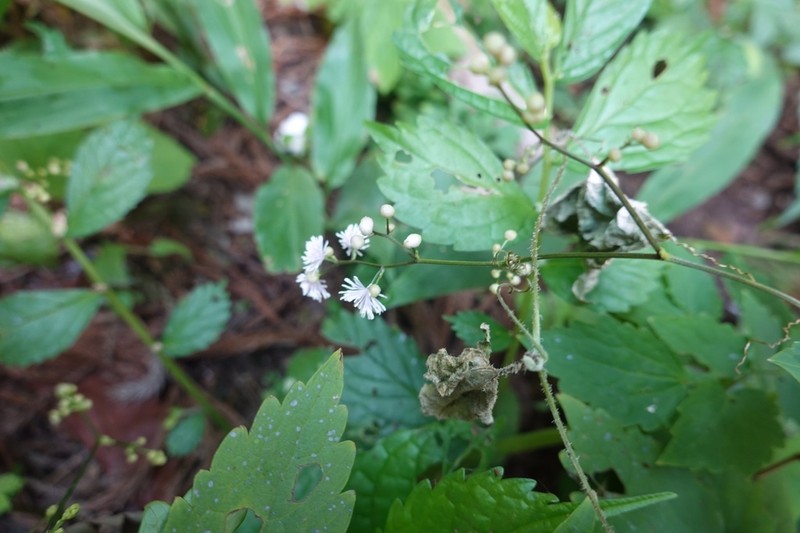 Thalictrum faberi photo 5
