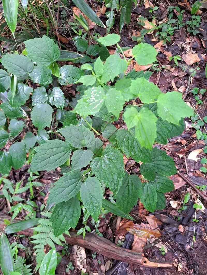 Thalictrum faberi photo 6