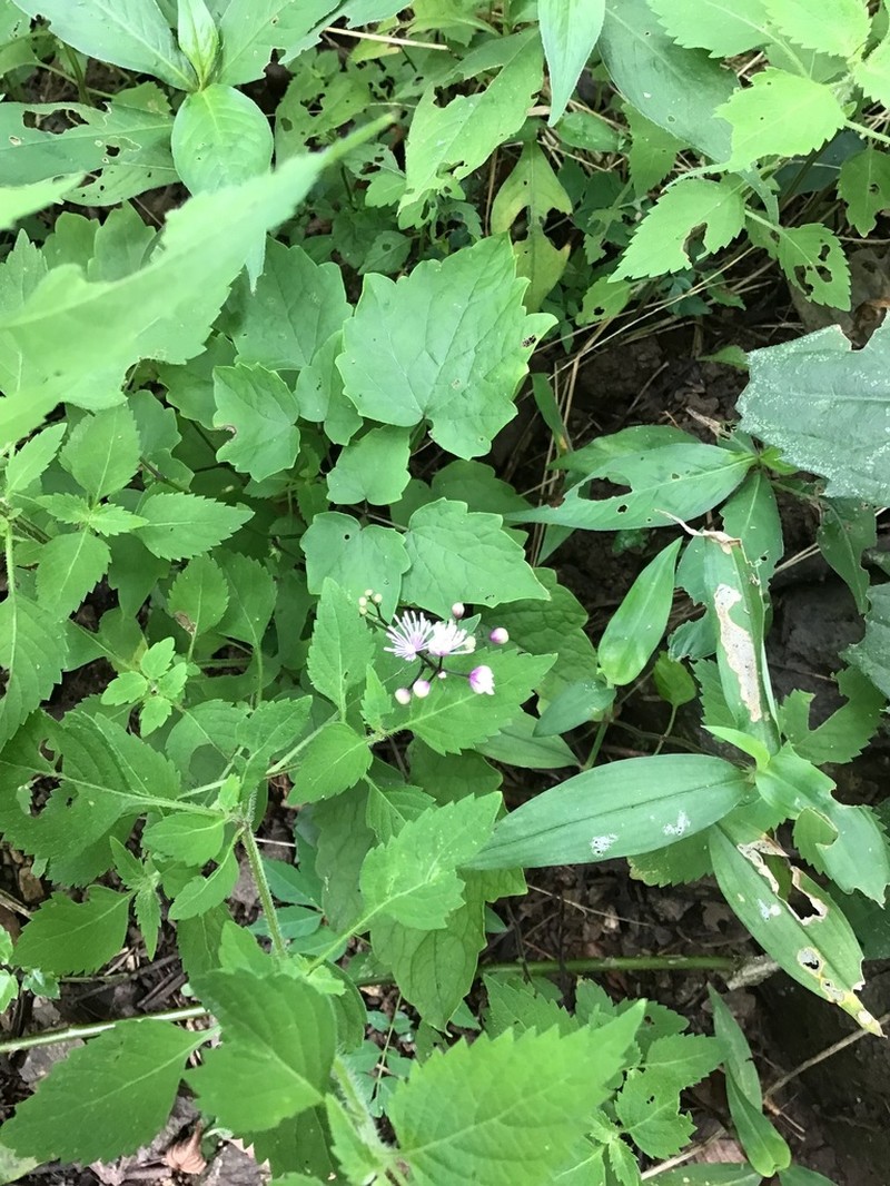 Thalictrum faberi photo 7