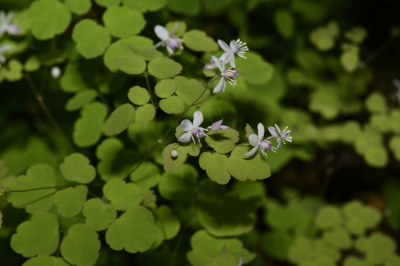 Thalictrum fargesii