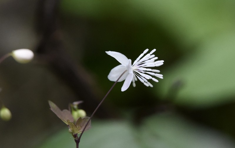 Thalictrum fargesii photo 2