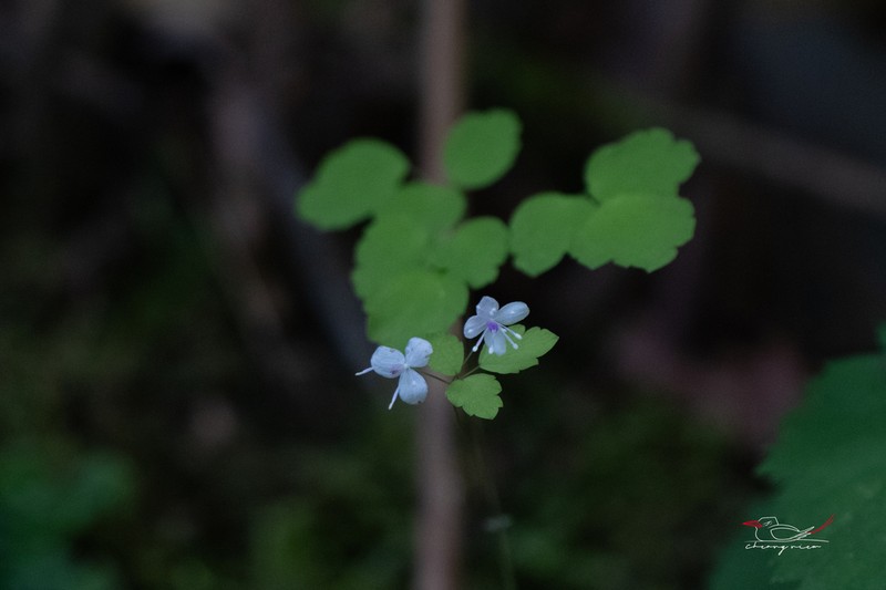 Thalictrum fargesii photo 3