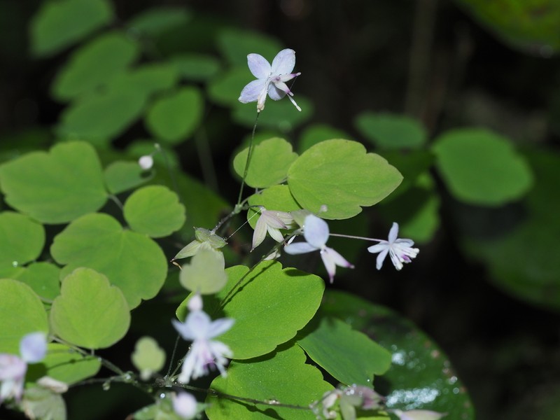 Thalictrum fargesii photo 4