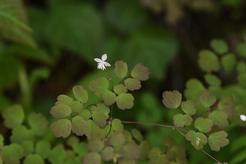 Thalictrum fargesii photo 5