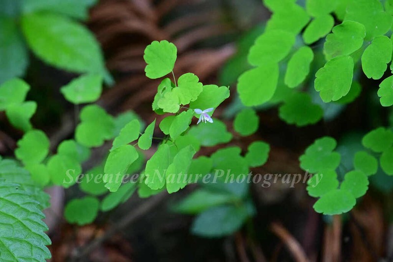 Thalictrum fargesii photo 6