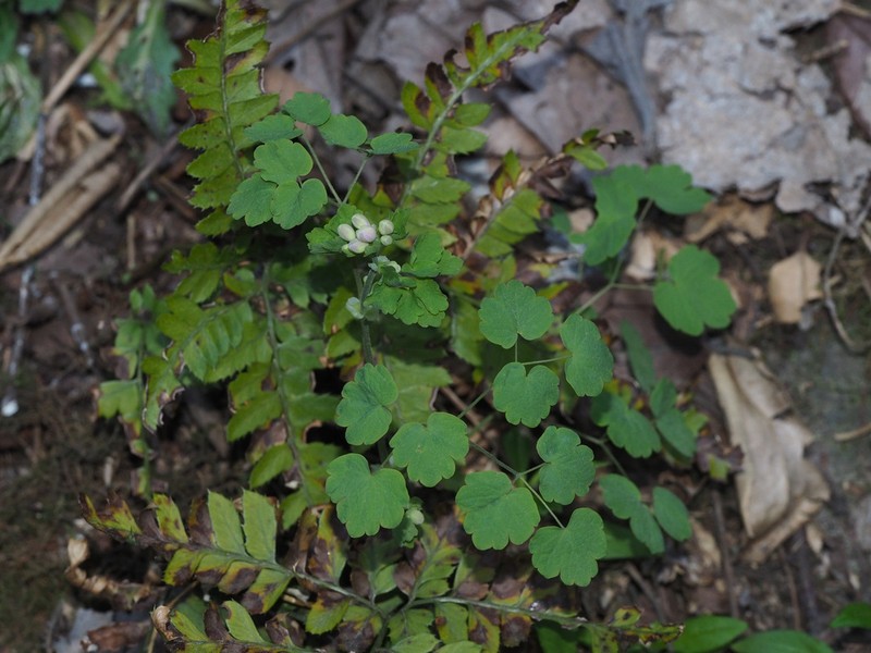 Thalictrum fargesii photo 7
