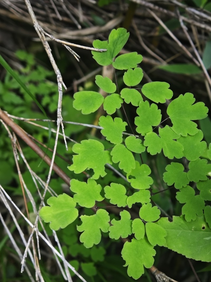 Thalictrum fargesii photo 8