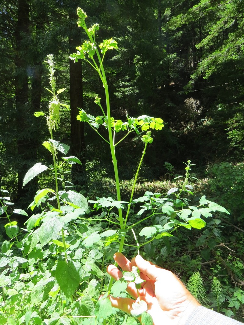 Fendler's Meadow-Rue photo 3