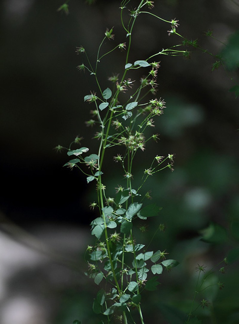 Fendler's Meadow-Rue photo 4