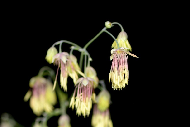 Fendler's Meadow-Rue photo 5