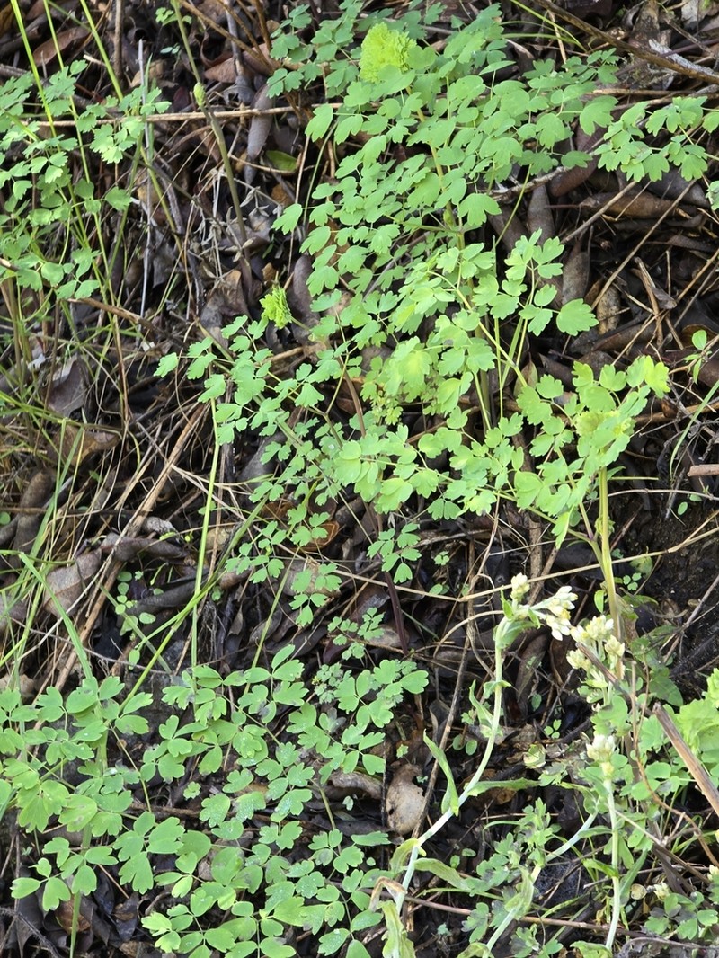 Fendler's Meadow-Rue photo 6