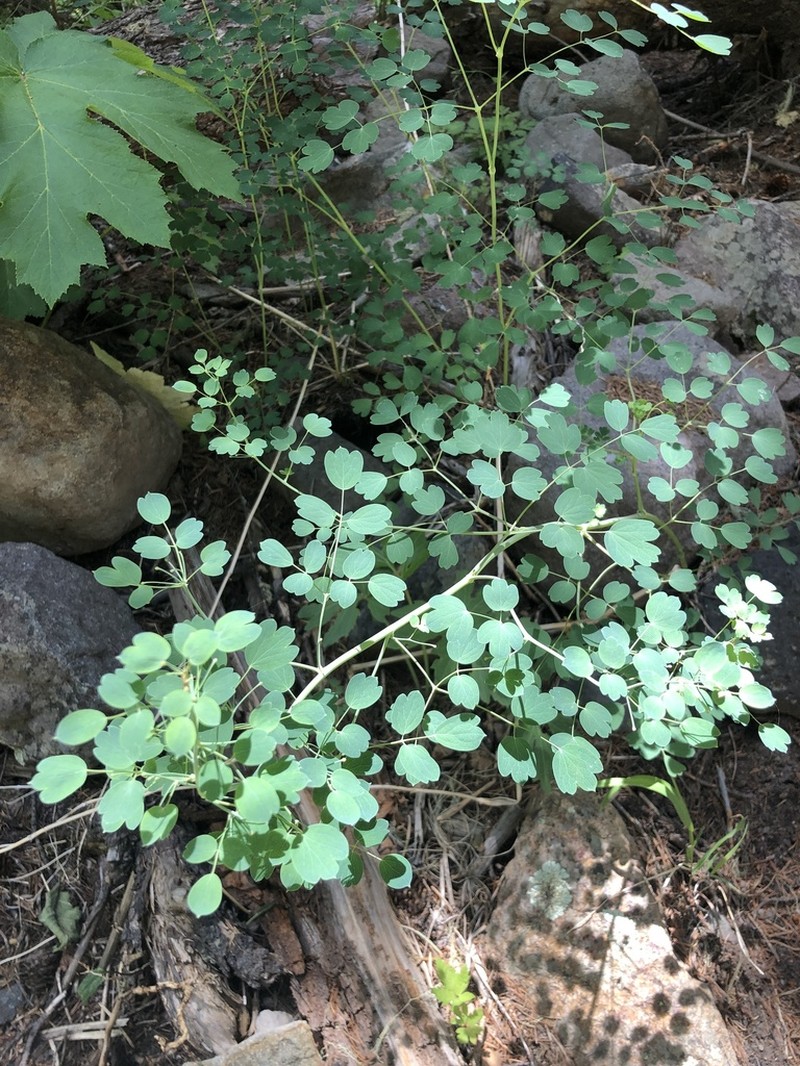 Fendler's Meadow-Rue photo 7