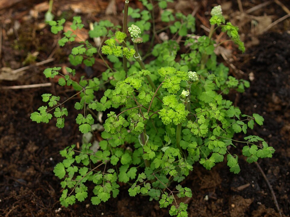Fendler's Meadow-Rue photo 4