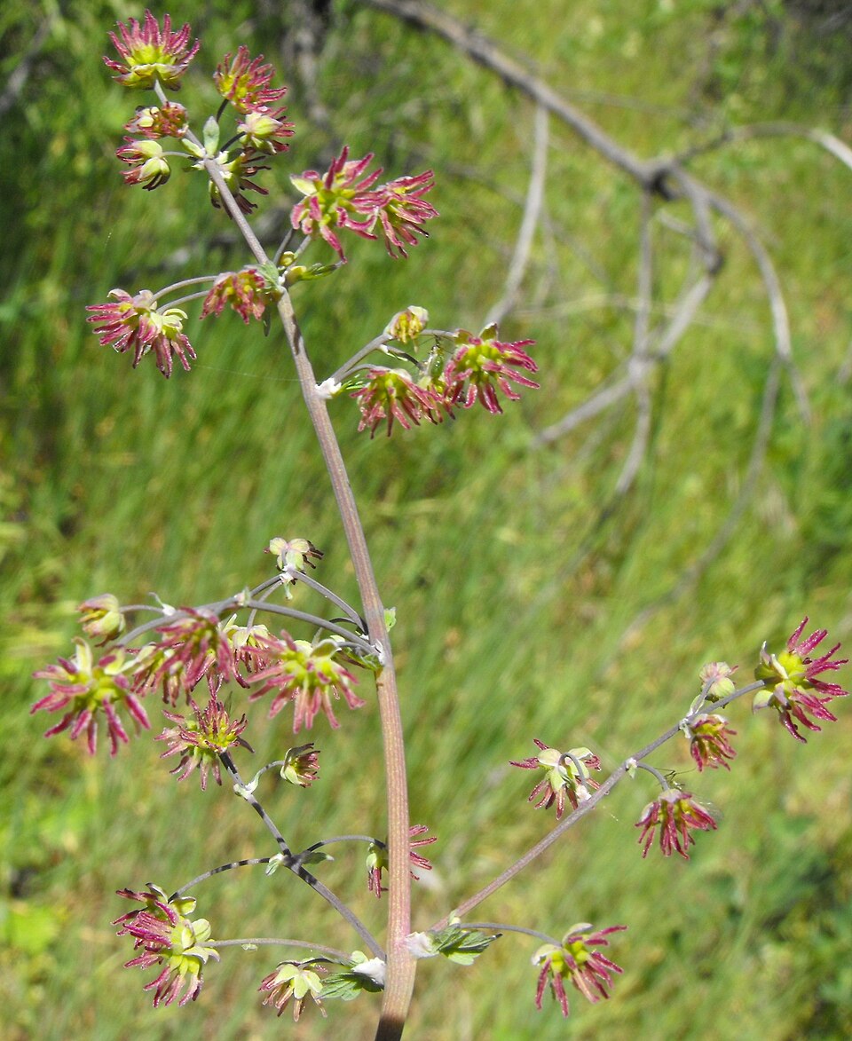 Fendler's Meadow-Rue