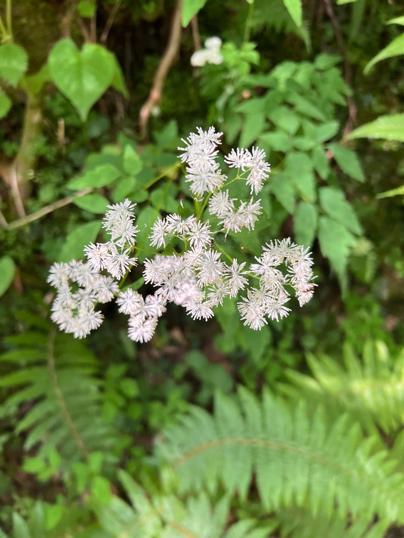 Thalictrum filamentosum photo 2