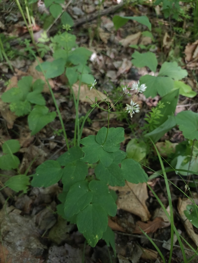 Thalictrum filamentosum photo 3