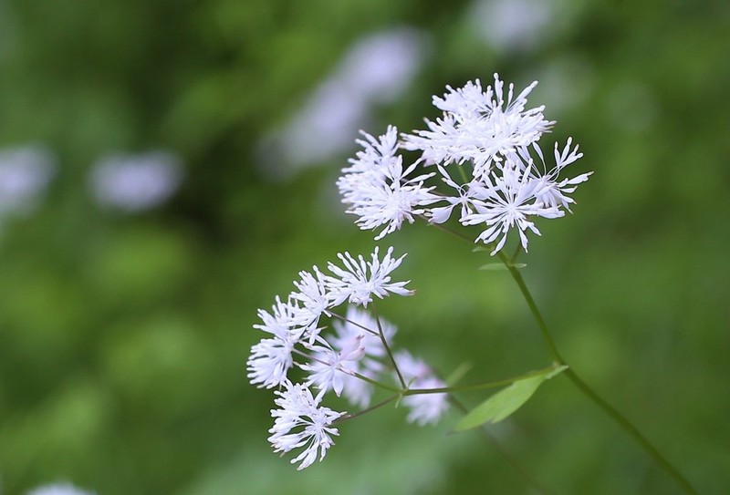 Thalictrum filamentosum photo 4