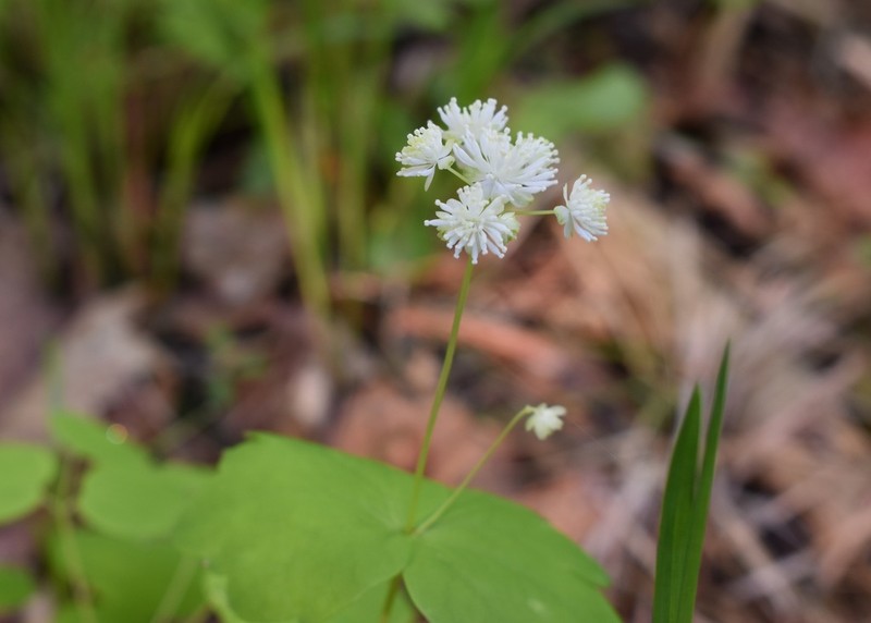Thalictrum filamentosum photo 5