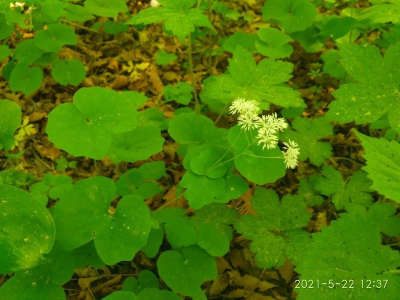 Thalictrum filamentosum photo 6