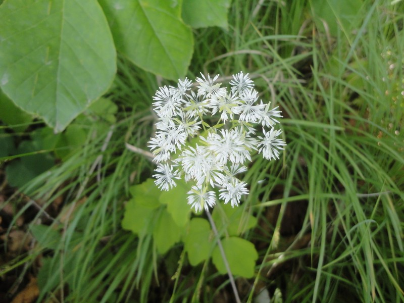 Thalictrum filamentosum photo 7