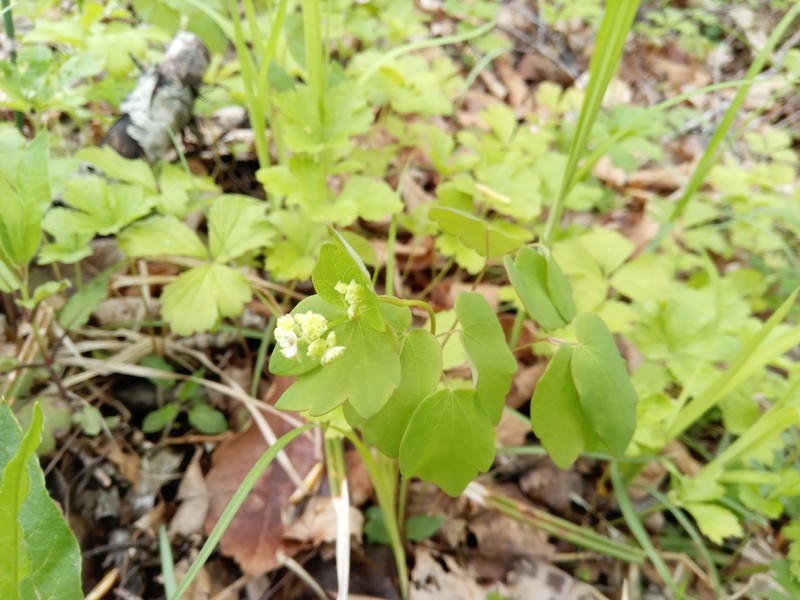 Thalictrum filamentosum photo 8