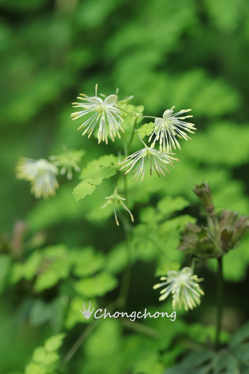 Thalictrum finetii