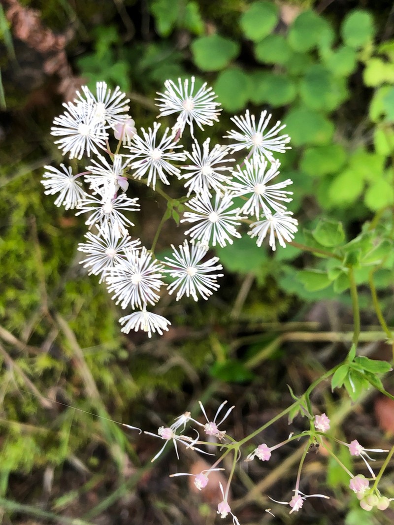 Thalictrum finetii photo 2