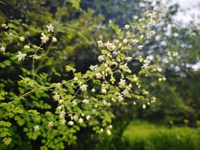 Thalictrum finetii photo 3