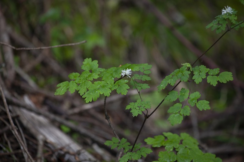 Thalictrum finetii photo 4