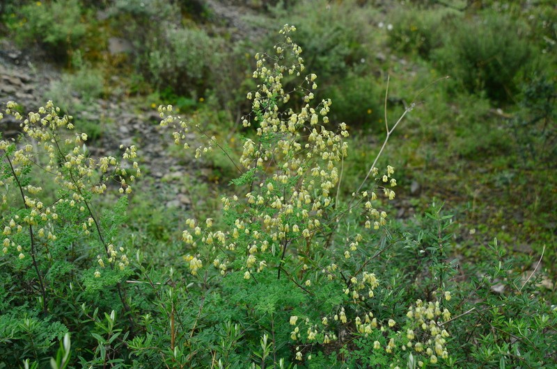 Thalictrum finetii photo 5