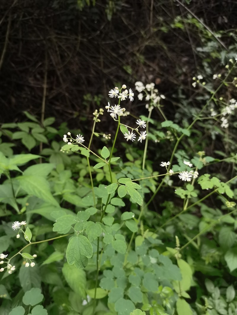 Thalictrum finetii photo 6