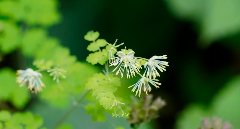 Thalictrum finetii photo 7