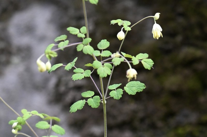 Thalictrum finetii photo 8