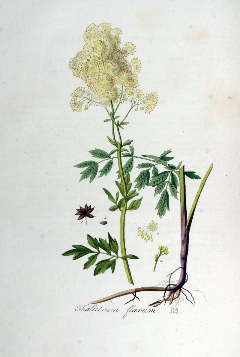 Thalictrum flavum photo 2