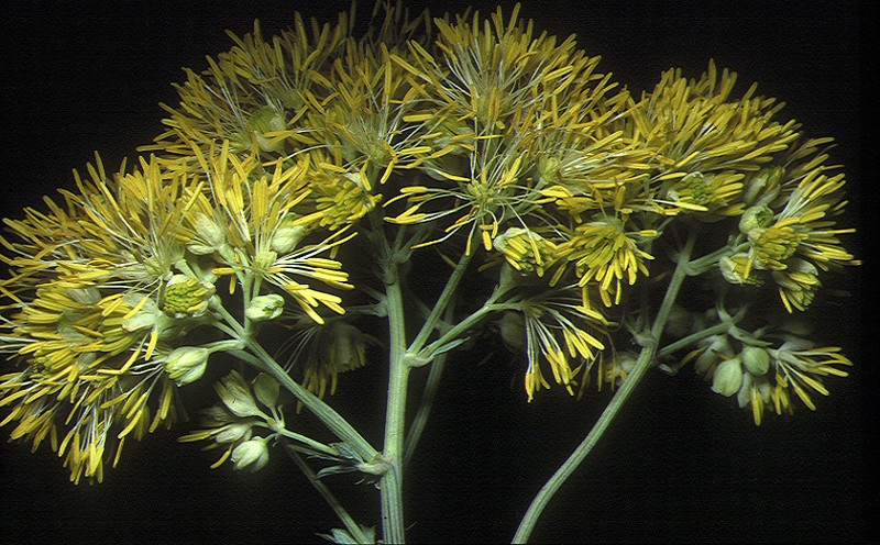 Thalictrum flavum photo 3