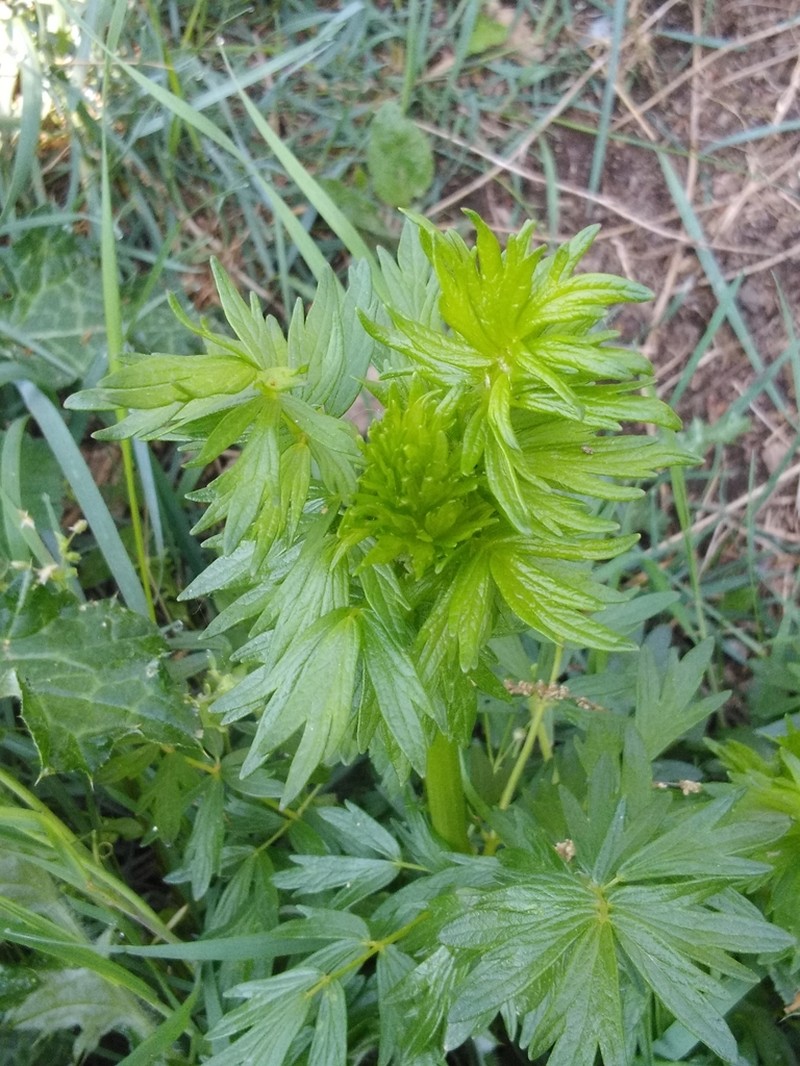 Thalictrum flavum photo 4