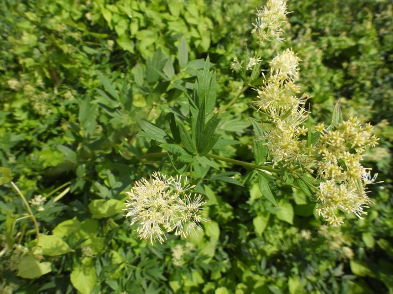 Thalictrum flavum photo 5