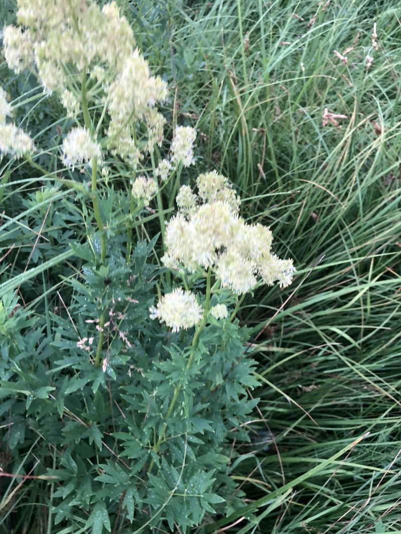 Thalictrum flavum photo 6