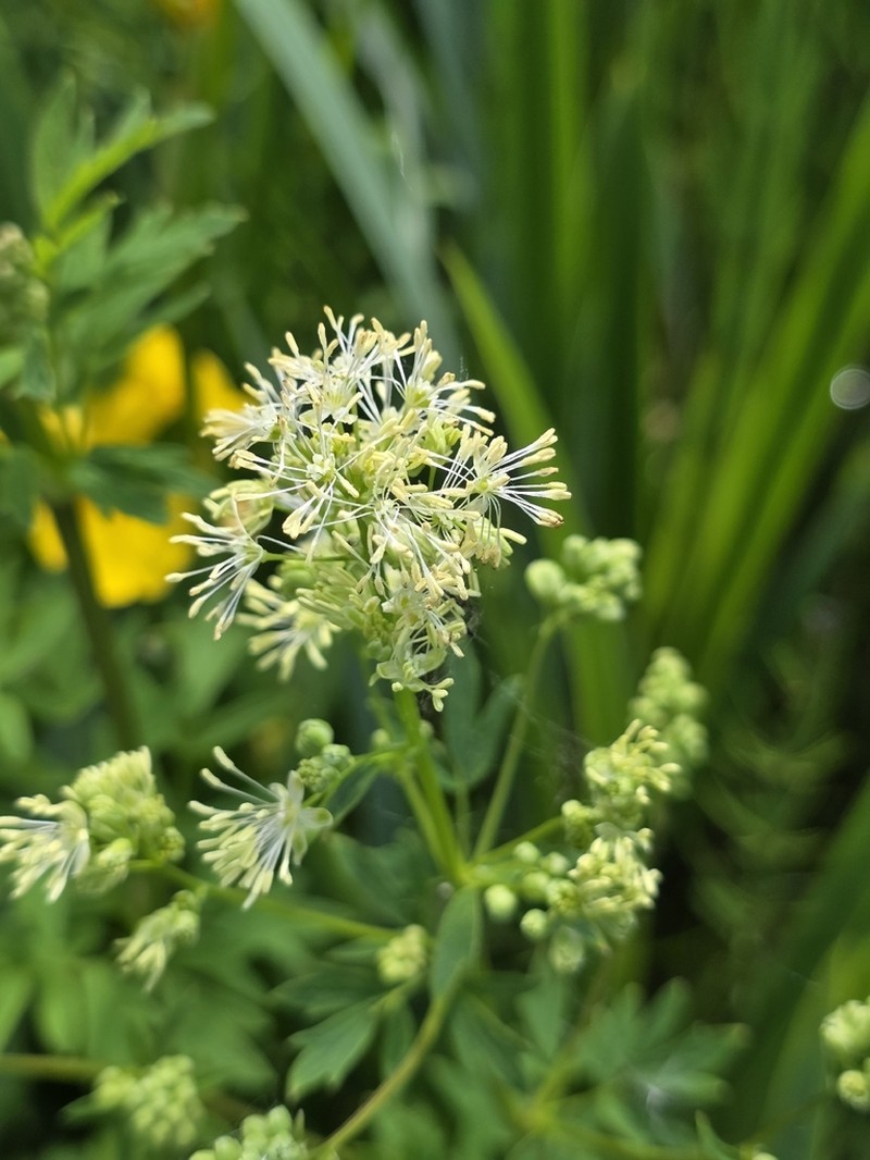 Thalictrum flavum photo 7