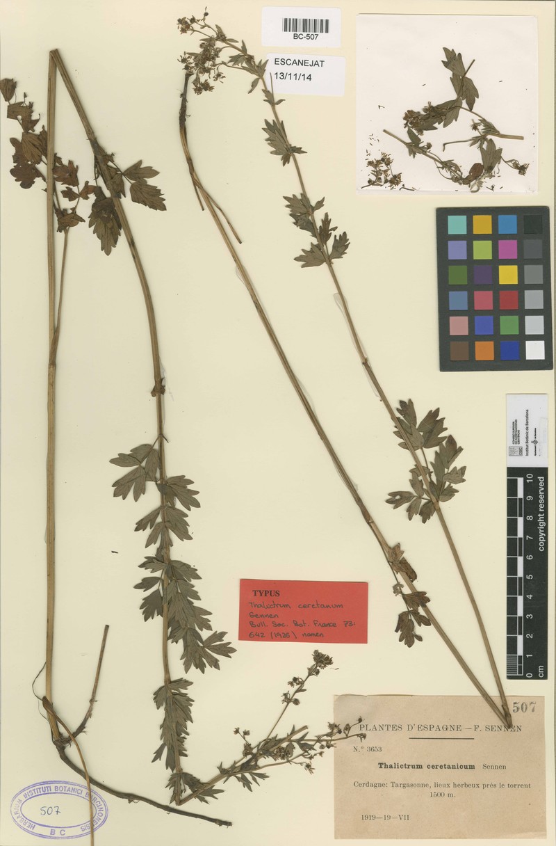 Thalictrum flavum subsp. costae