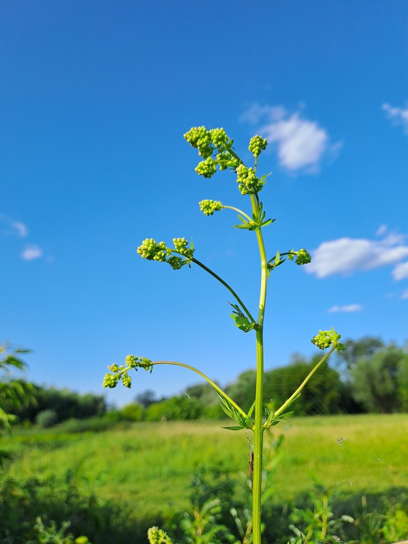 Thalictrum flavum subsp. flavum