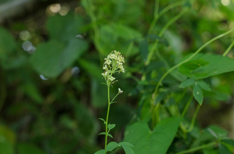Thalictrum flavum subsp. flavum photo 2