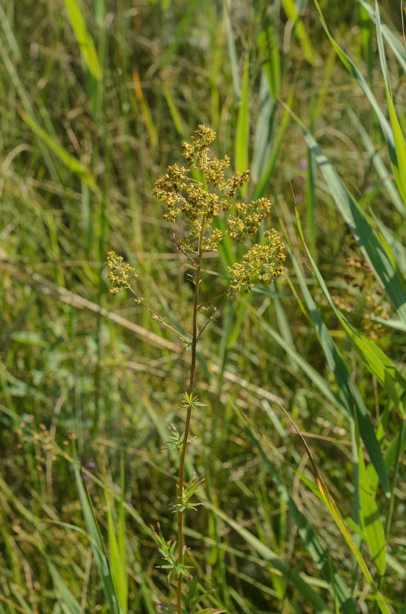 Thalictrum flavum subsp. flavum photo 3