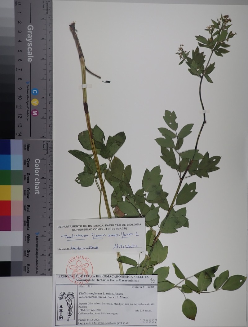 Thalictrum flavum subsp. flavum photo 4