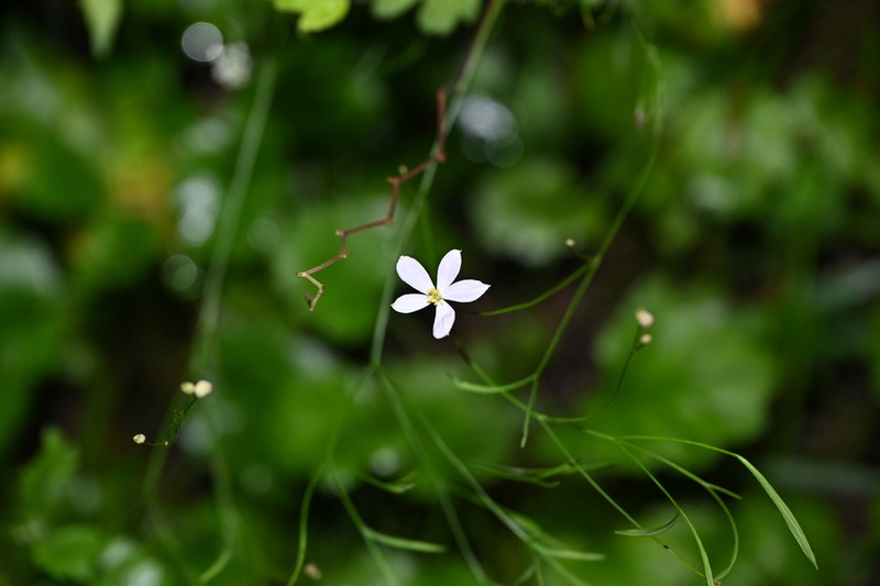 Thalictrum foeniculaceum photo 2