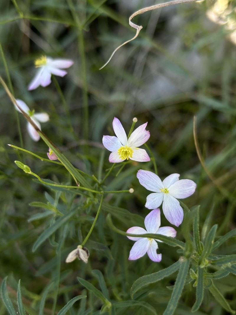 Thalictrum foeniculaceum photo 3