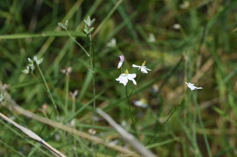 Thalictrum foeniculaceum photo 5
