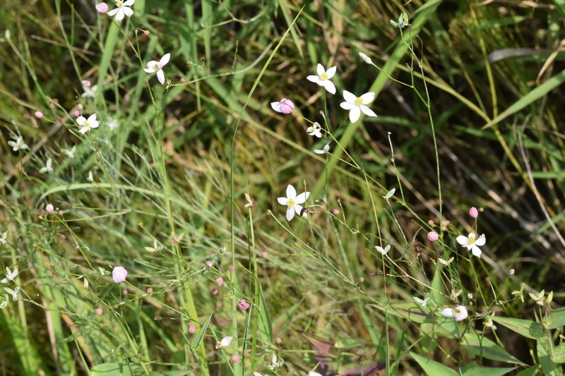 Thalictrum foeniculaceum photo 7